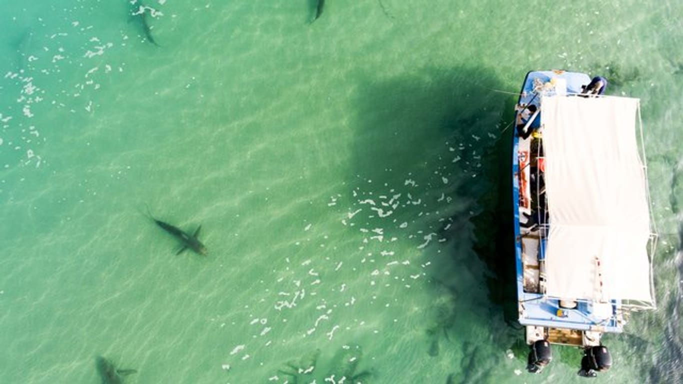 Vor Israels Küste sind in den vergangenen Monaten ungewöhnlich viele Haie gesichtet worden.