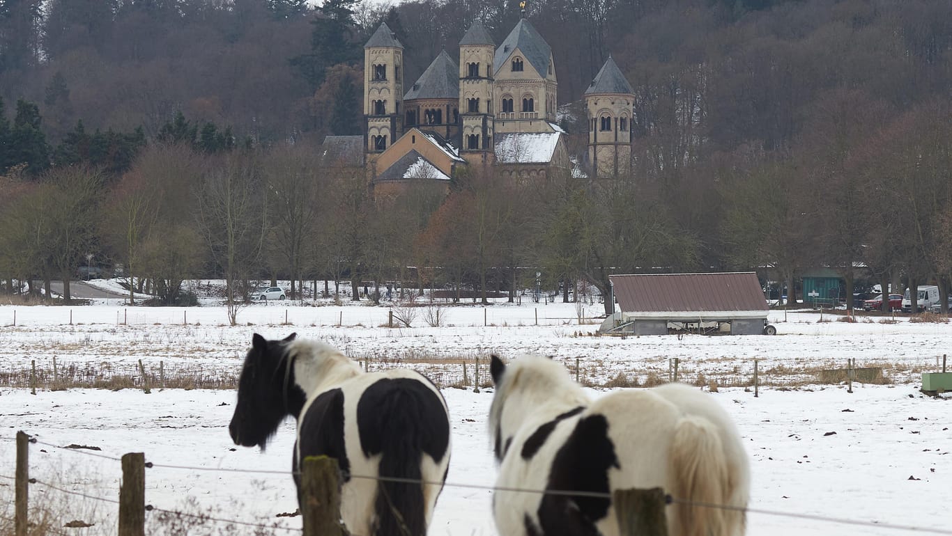 Pferde grasen vor der Bendediktinerabtei Maria Laach am Laacher See. Auch wenn ein Ausbruch in der Eifel aktuell eher unwahrscheinlich ist, fordern Forscher eine Neubewertung der Gefährdung in Deutschland.
