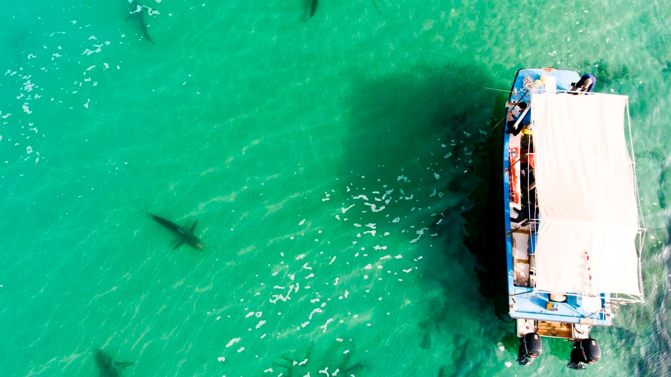Israel, Chadera: Mehrere Haie schwimmen vor Israels Mittelmeerküste neben einem Boot der Forscher von der Universität Haifa.