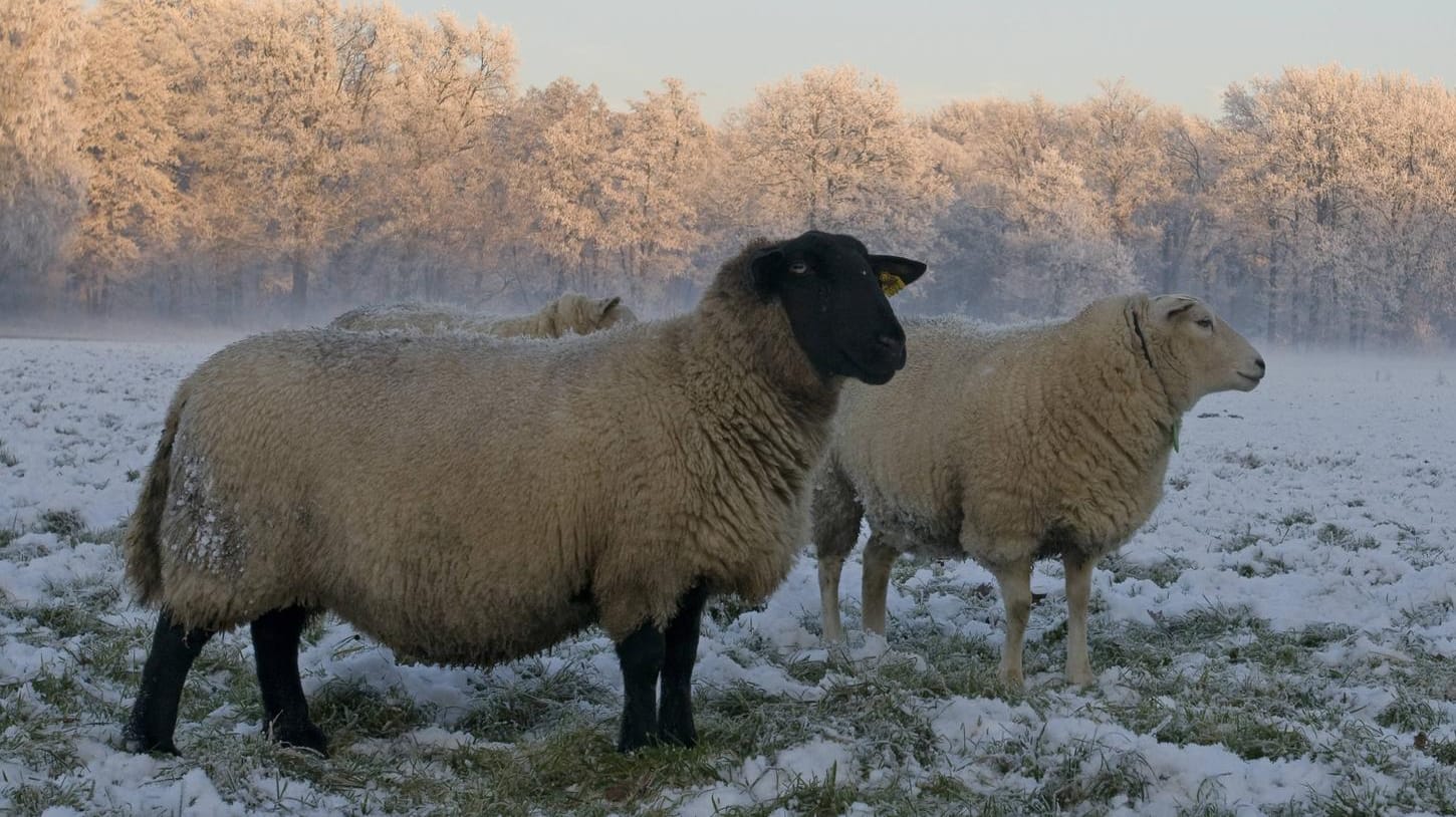 Schafe auf einer verschneiten Weide: Im Landkreis Peine haben drei Unbekannte fünf trächtige Schafe getötet und das Fleisch in Tüten abtransportiert. (Symbolfoto)