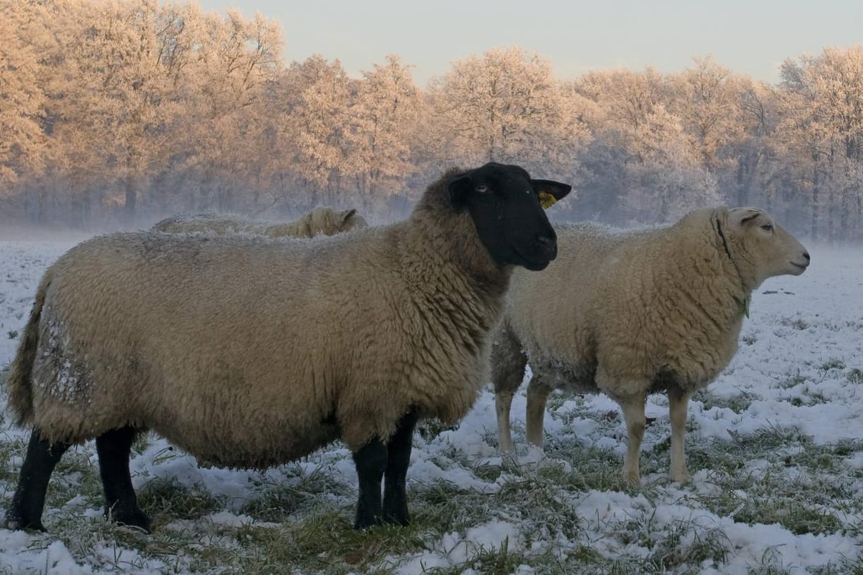 Schafe auf einer verschneiten Weide: Im Landkreis Peine haben drei Unbekannte fünf trächtige Schafe getötet und das Fleisch in Tüten abtransportiert. (Symbolfoto)