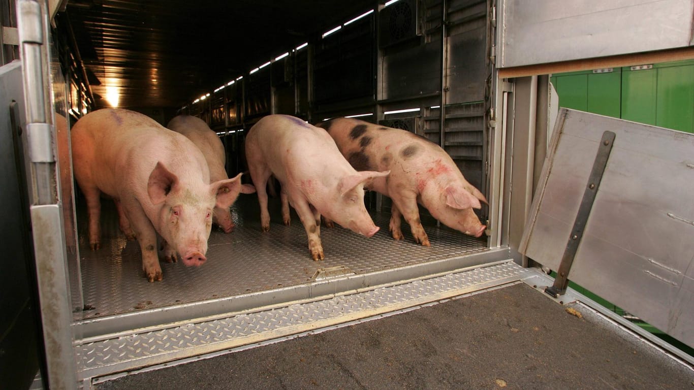 Schweine in einem Viehtransporter (Symbolfoto): Die Polizei prüft nun, wie es zum Unfall kommen konnte.
