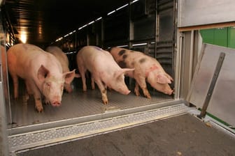 Schweine in einem Viehtransporter (Symbolfoto): Die Polizei prüft nun, wie es zum Unfall kommen konnte.