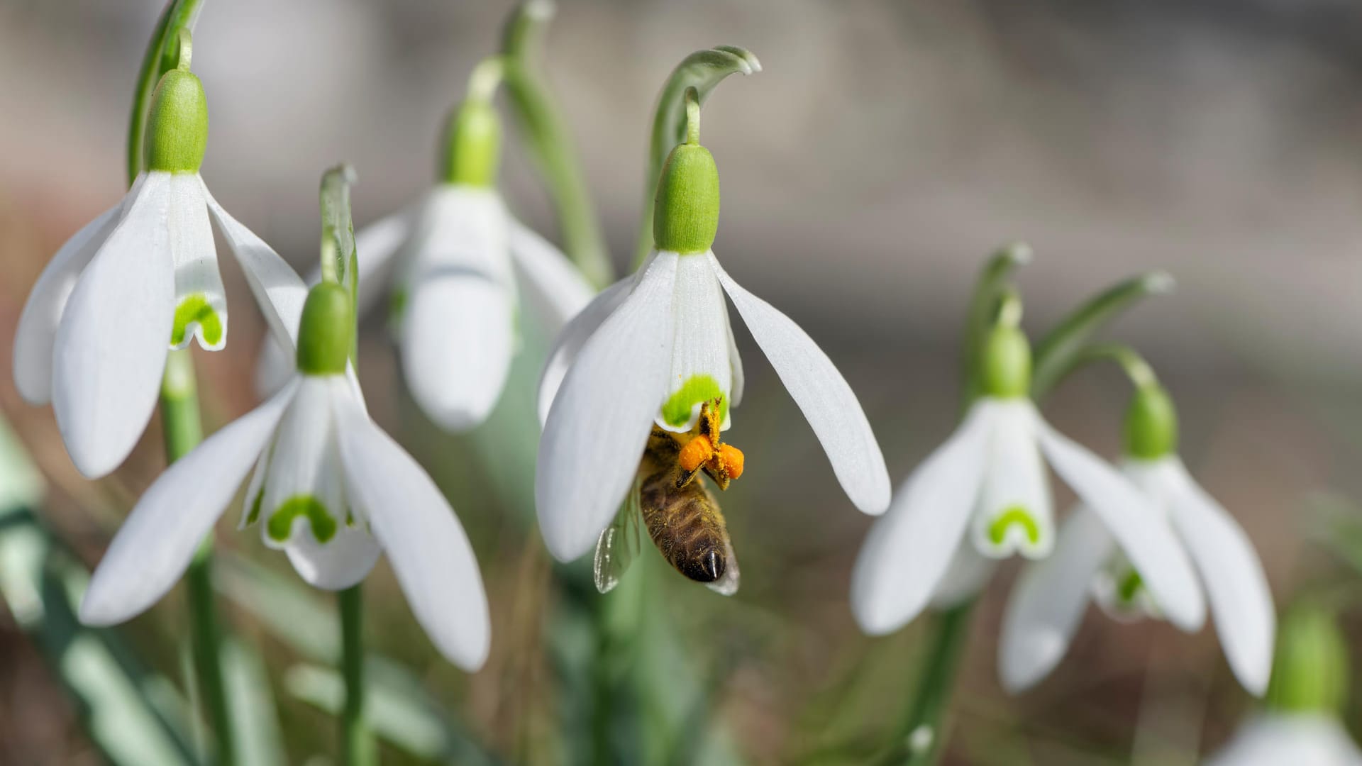 Biene und Schneeglöckchen: Der Frühblüher produziert schon in den ersten Monaten des Jahres Nektar.