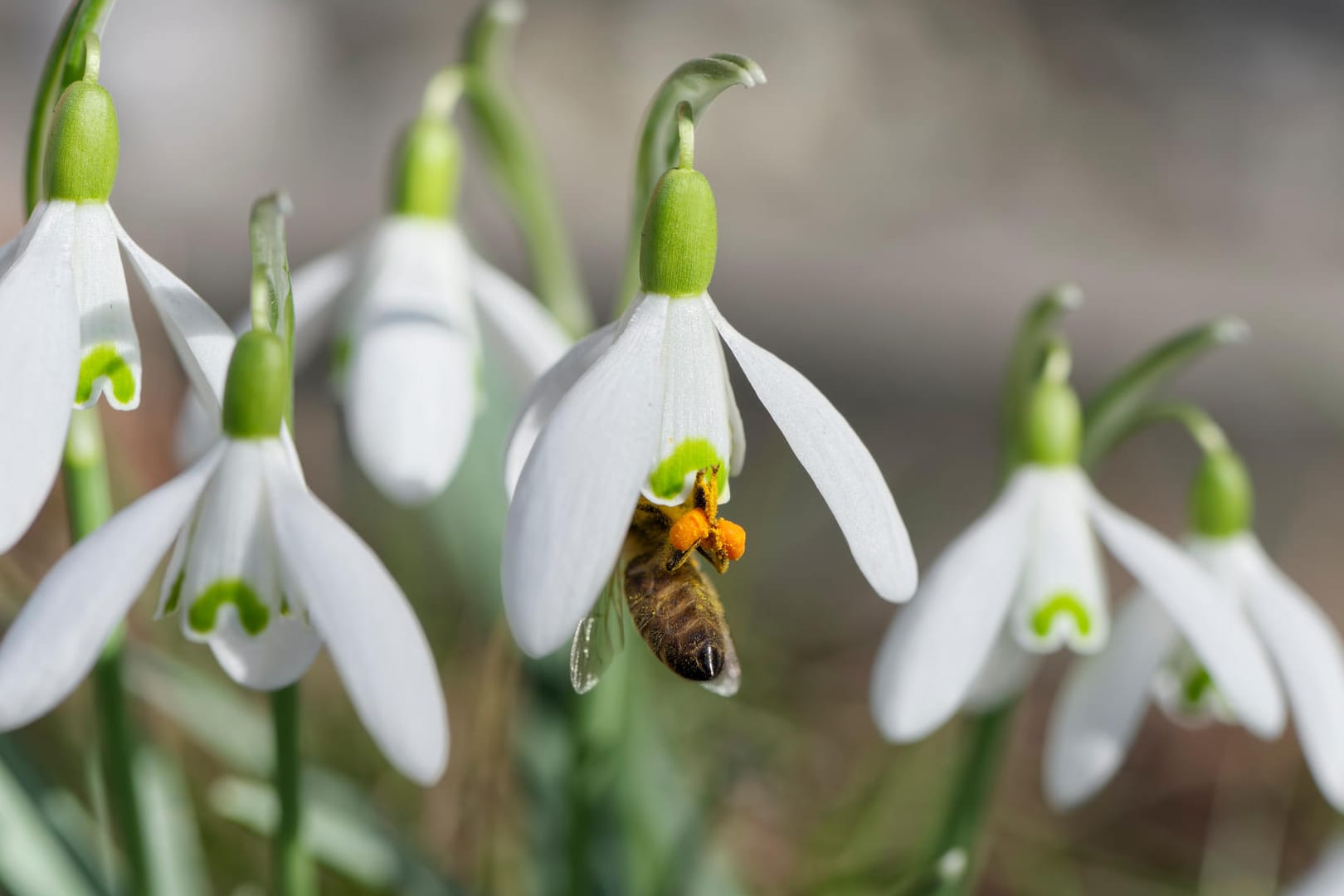 Biene und Schneeglöckchen: Der Frühblüher produziert schon in den ersten Monaten des Jahres Nektar.