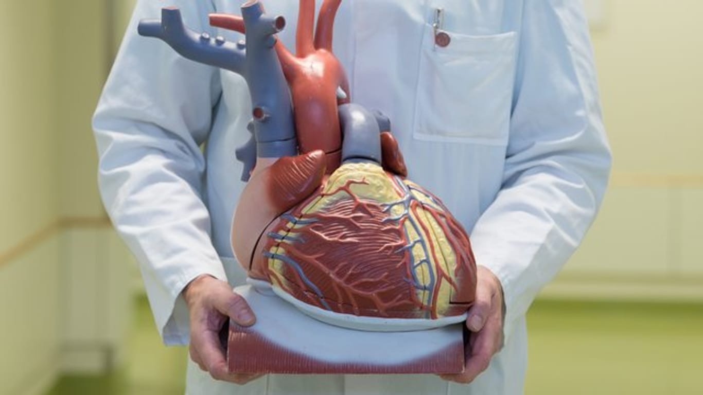 Ein anatomisches Modell des menschlichen Herzens.