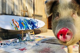 Mit rotem Rüssel steht Hausschwein Pigcasso neben einem frisch erstellten Gemälde.