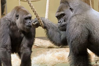 Gorilla-Männchen Sango und Gorilla-Weibchen Bibi in einem Gehege im Berliner Zoo: Um der Gruppe Ruhe beim Kennenlernen zu gönnen, bleibt das Menschenaffenhaus im Zoo Berlin für Besucher eine Weile geschlossen.