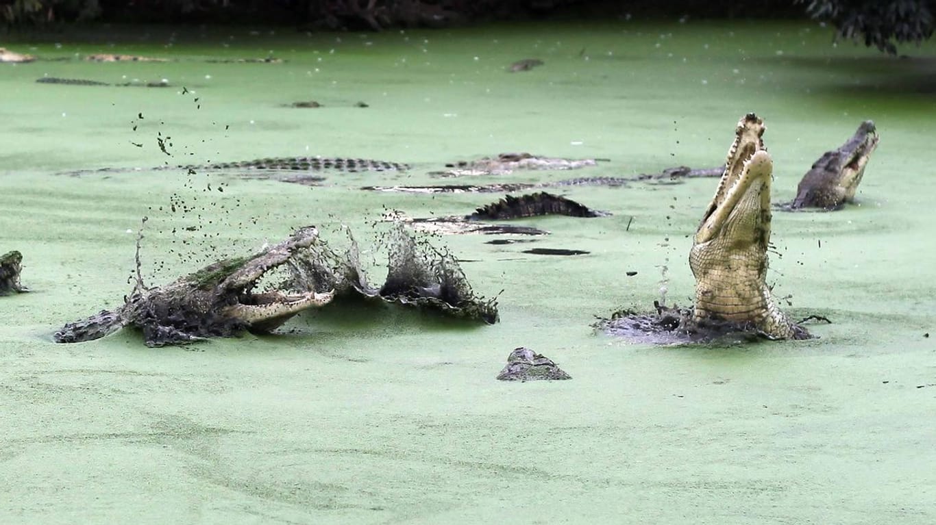 Krokodile sind in Indonesien weit verbreitet.