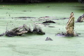 Krokodile sind in Indonesien weit verbreitet.