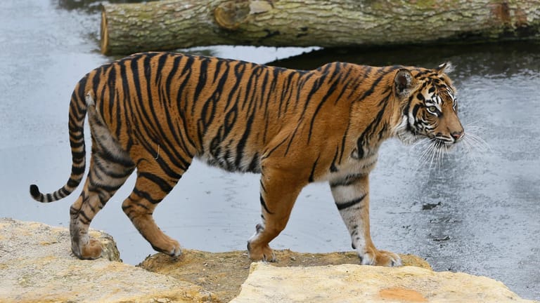 Melati, ein Sumatra-Tigerweibchen, im Londoner Zoo: Die Pfleger konnten die kämpfenden Raubkatzen nicht auseinander bringen.