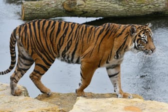 Melati, ein Sumatra-Tigerweibchen, im Londoner Zoo: Die Pfleger konnten die kämpfenden Raubkatzen nicht auseinander bringen.