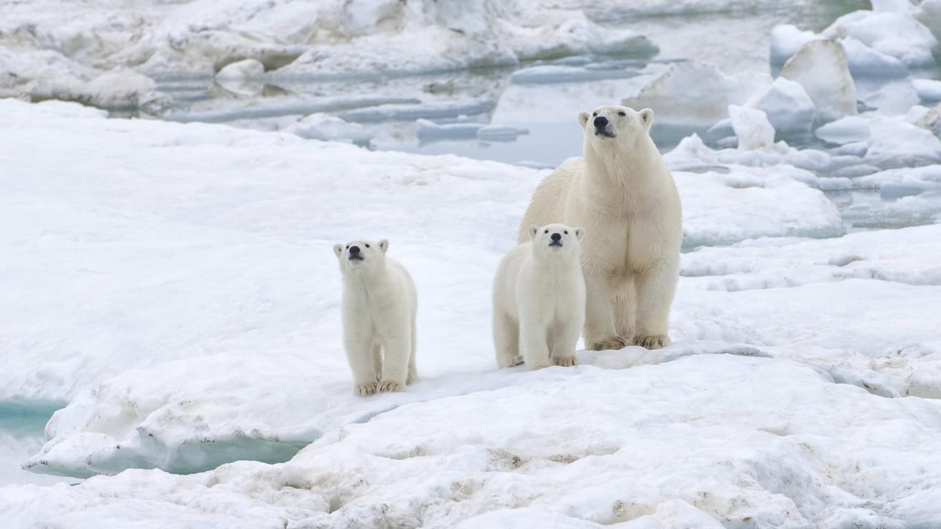 Zu viele Eisbären: Die Behörden auf der russischen Doppelinsel Nowaja Semlja haben im Nordpolarmeer den Notstand ausgerufen. (Symbolbild)
