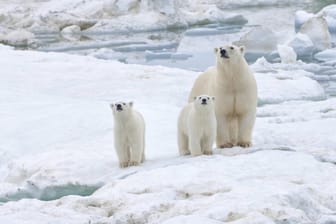 Zu viele Eisbären: Die Behörden auf der russischen Doppelinsel Nowaja Semlja haben im Nordpolarmeer den Notstand ausgerufen. (Symbolbild)