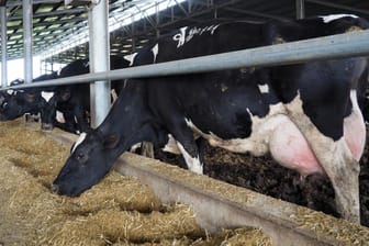 Kühe der Rasse Holstein-Friesian-Israelisch stehen in ihrem Stall im Norden Israels: Rund 13,2 Tonnen pro Jahr produziert eine israelische Kuh im Schnitt.