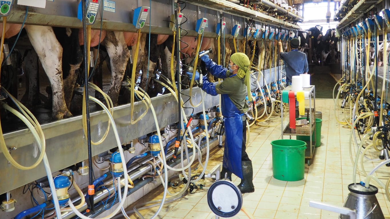 Mitarbeiter schließen Kühe der Rasse Holstein-Friesian-Israelisch an Melkmaschinen an: Rund 120.000 Milchkühe leben in Israel.