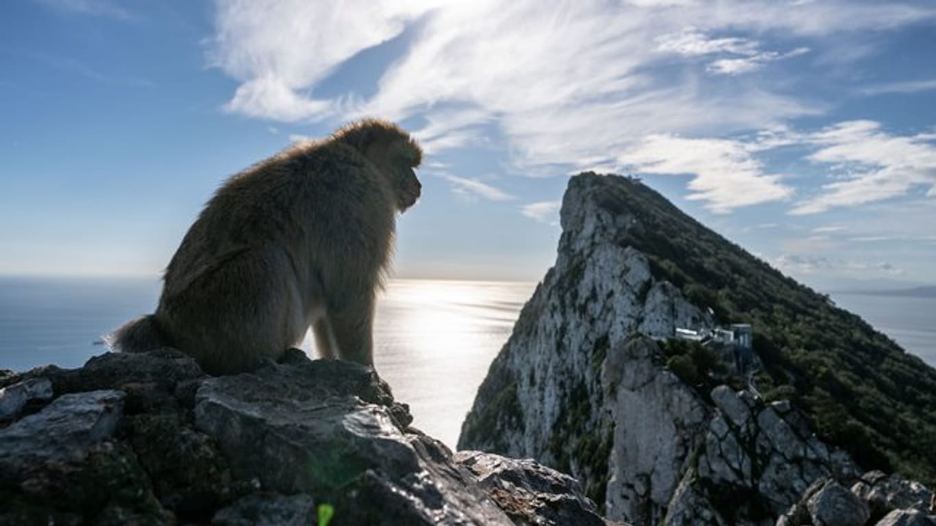 Die gefundenen Fossilinen gehörten Tieren, die den noch heute am Felsen von Gibraltar lebenden Berberaffen sehr ähnlich sind.