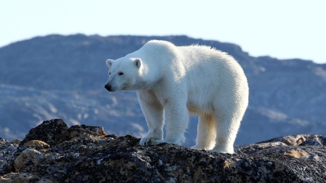 Ein Eisbär (Symbolbild): Etwa 52 Tiere wurden bei der Siedlung Beluschja Guba gesichtet.