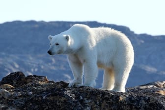 Ein Eisbär (Symbolbild): Etwa 52 Tiere wurden bei der Siedlung Beluschja Guba gesichtet.