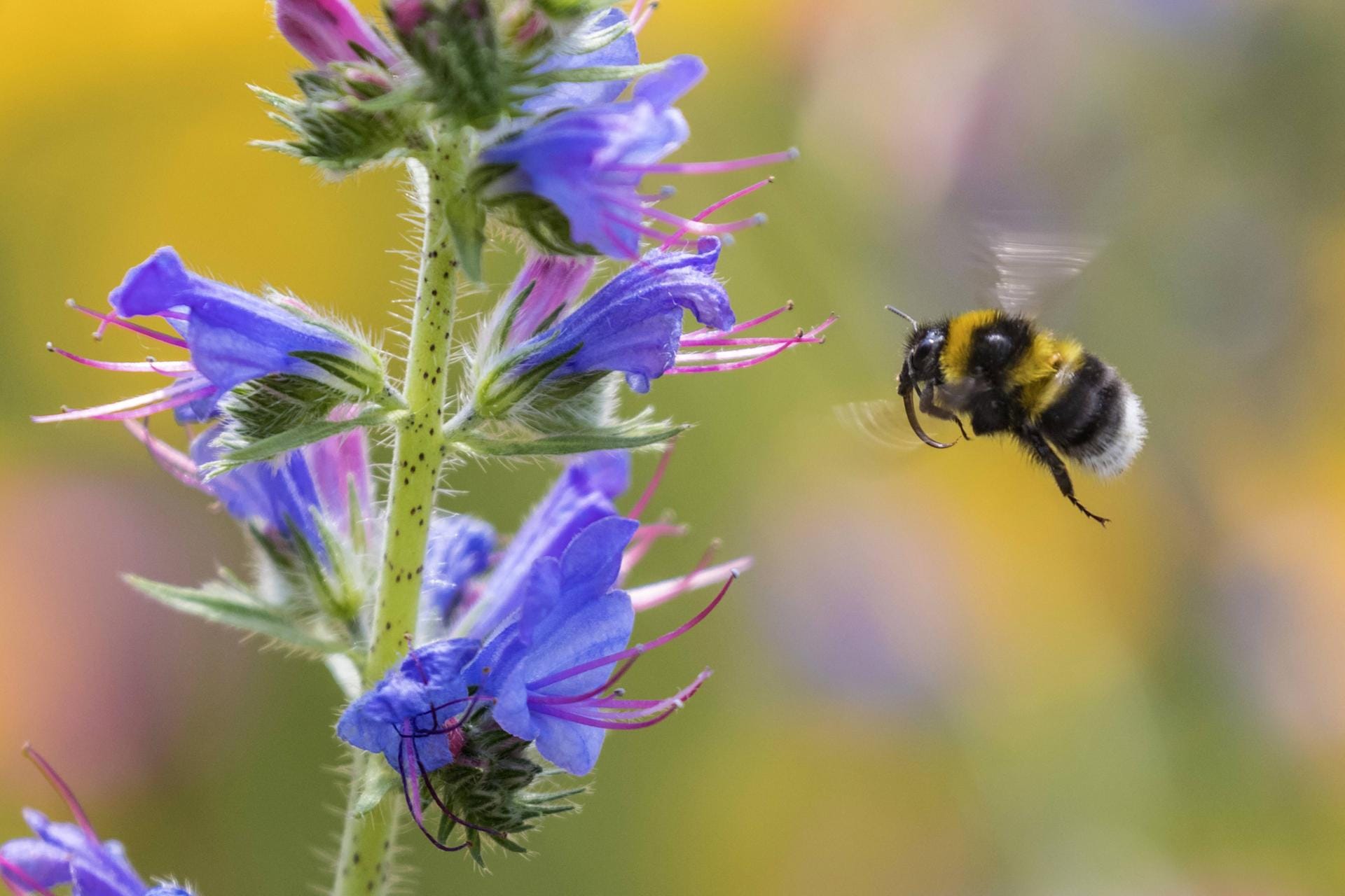 Gartenhummel im Flug: Das fleißige Insekt ist Gartentier des Jahres 2023.