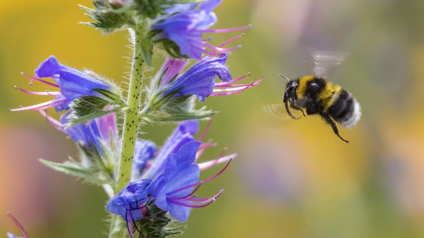 Gartenhummel im Flug: Das fleißige Insekt ist Gartentier des Jahres 2023.