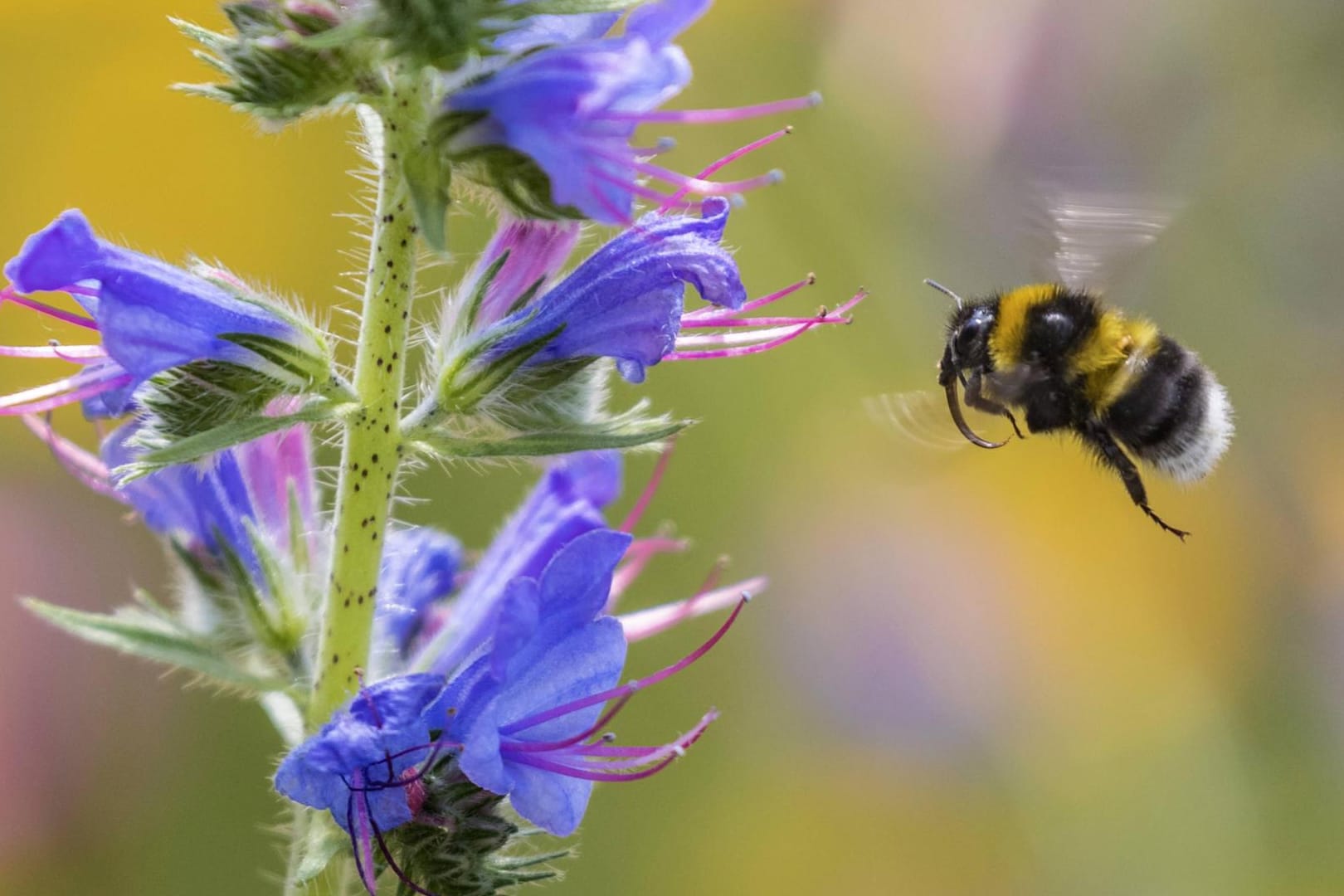 Gartenhummel im Flug: Das fleißige Insekt ist Gartentier des Jahres 2023.