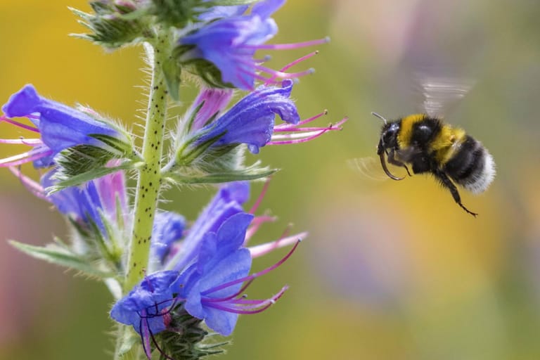Gartenhummel im Flug: Binnen weniger Jahrzehnte könnten Insekten aussterben – mit weitreichenden Folgen.