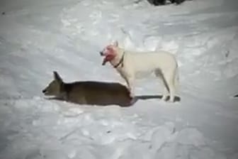 Grausiges Video: Besucher der Skipiste filmten, wie der Husky-Rüde ein Reh reißt. (Screenshot)