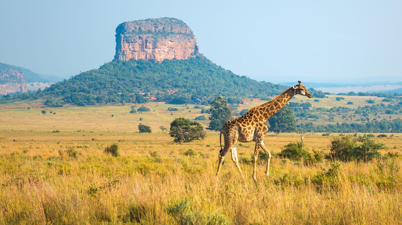 Giraffe in Südafrika: Eine Währungsabwertung in Kombination mit einem ohnehin niedrigen Preisniveau ermöglicht Urlaubern einen günstigen Aufenthalt in Südafrika.