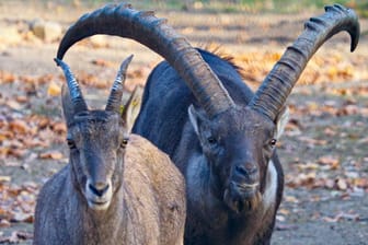 Steinbock "Anton" (rechts) steht im Saarbrücker Tierpark neben einer Steingeiß: "Anton" ist wieder zurück.