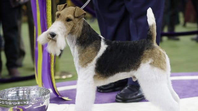 Hund mit Bart: Der Drahthaar-Foxterrier "King" neben seinem Pokal.