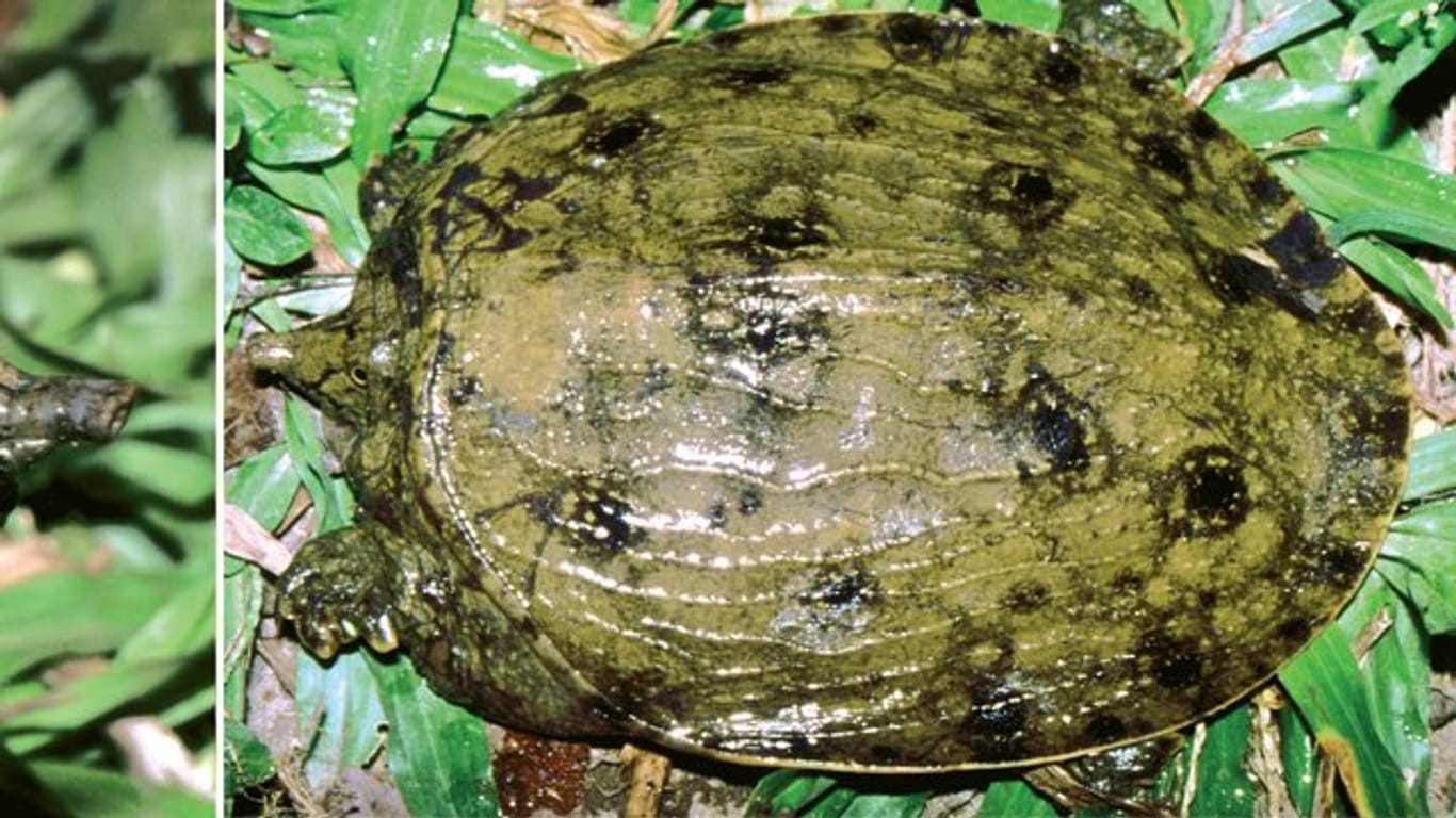 Im Unterschied zu den meisten Schildkröten haben Weichschildkröten keinen harten hornbedeckten Panzer, sondern einen flexiblen Lederpanzer.