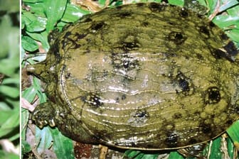 Im Unterschied zu den meisten Schildkröten haben Weichschildkröten keinen harten hornbedeckten Panzer, sondern einen flexiblen Lederpanzer.