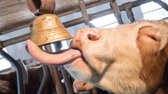 Ein Ehepaar in Oberbayern fühlt sich von Kuhglocken gestört und will eine Ende des Gebimmels erstreiten.