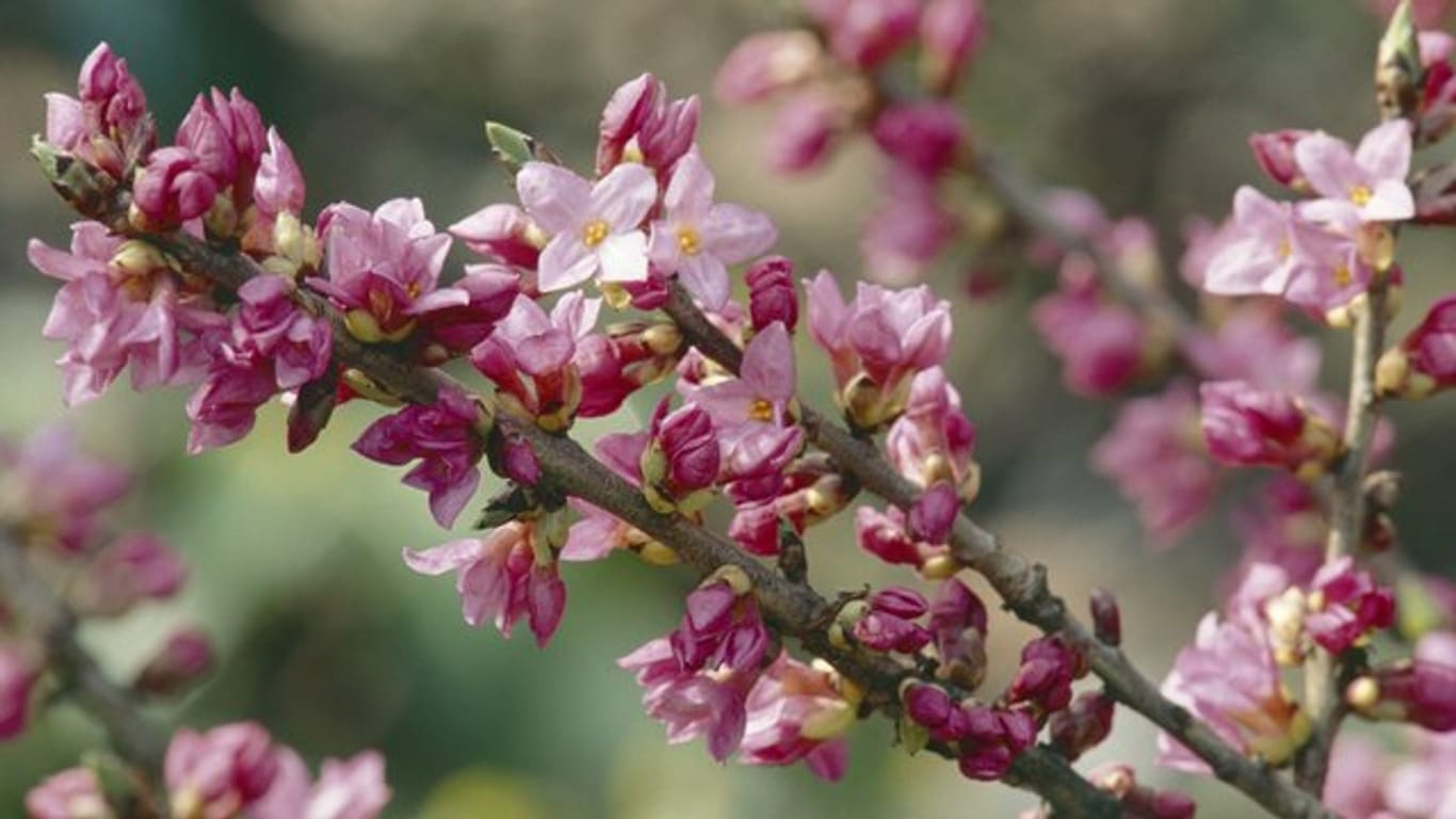 Die Blüten des Seidelbasts (Daphne mezereum) sind besonders deutlich zu sehen, da das Laub erst später austreibt.