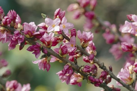 Die Blüten des Seidelbasts (Daphne mezereum) sind besonders deutlich zu sehen, da das Laub erst später austreibt.