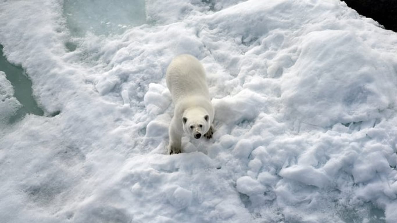Ein Eisbär im Nordpolarmeer auf einer Eisscholle.
