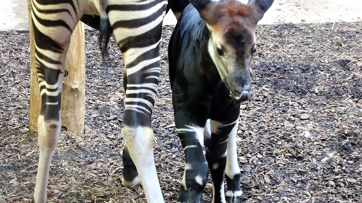 Okapi-Bulle "Thabo" neben seiner Mutter "Lomela".