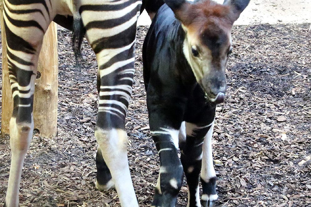 Okapi-Bulle "Thabo" neben seiner Mutter "Lomela".