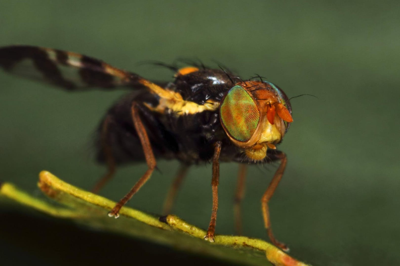 Eine Fruchtfliege: In Neuseeland wurde wegen einer australischen Fliege Alarm geschlagen.