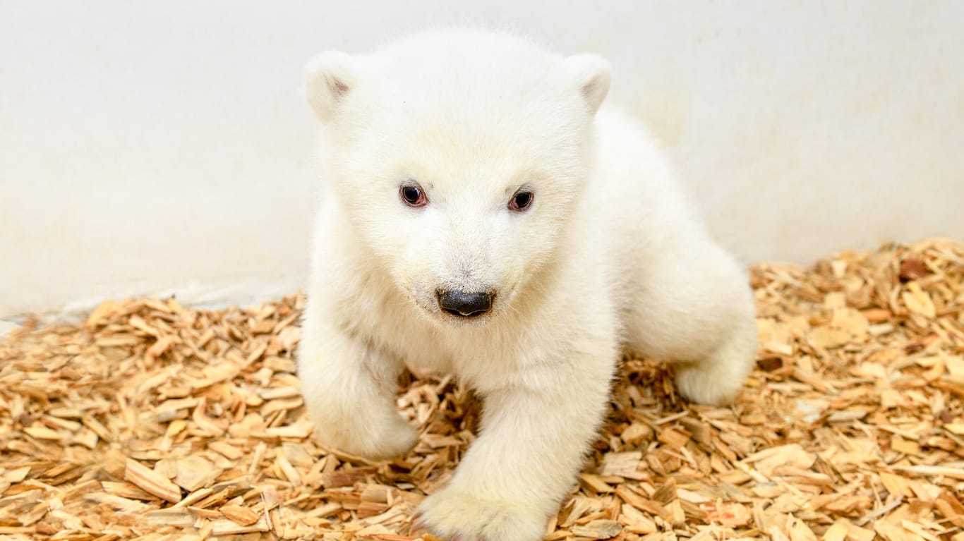 Eisbärenbaby im Berliner Tierpark: Mittlerweile wiegt die Kleine 8,5 Kilo.