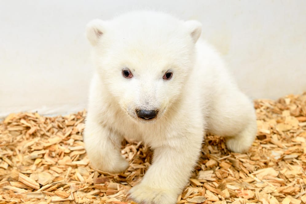 Eisbärenbaby im Berliner Tierpark: Mittlerweile wiegt die Kleine 8,5 Kilo.