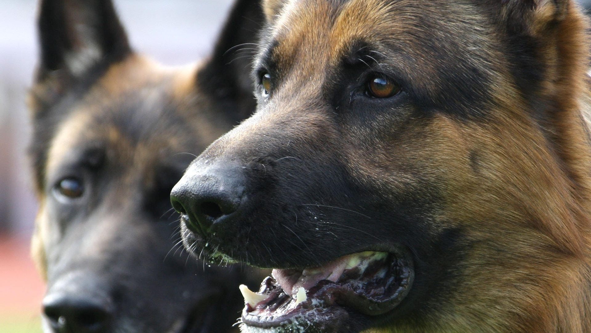 Schwere Bissverletzungen: Mehrere Schäferhunde haben einen Vater mit seinen Kindern angegriffen. (Symbolbild)