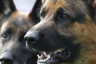 Schwere Bissverletzungen: Mehrere Schäferhunde haben einen Vater mit seinen Kindern angegriffen. (Symbolbild)