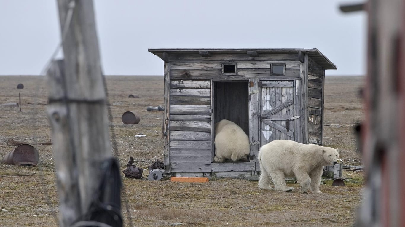 Eisbären in Russland: Viele Tiere kommen nördlich des Polarkreises den Menschen bedrohlich nahe.