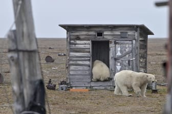 Eisbären in Russland: Viele Tiere kommen nördlich des Polarkreises den Menschen bedrohlich nahe.