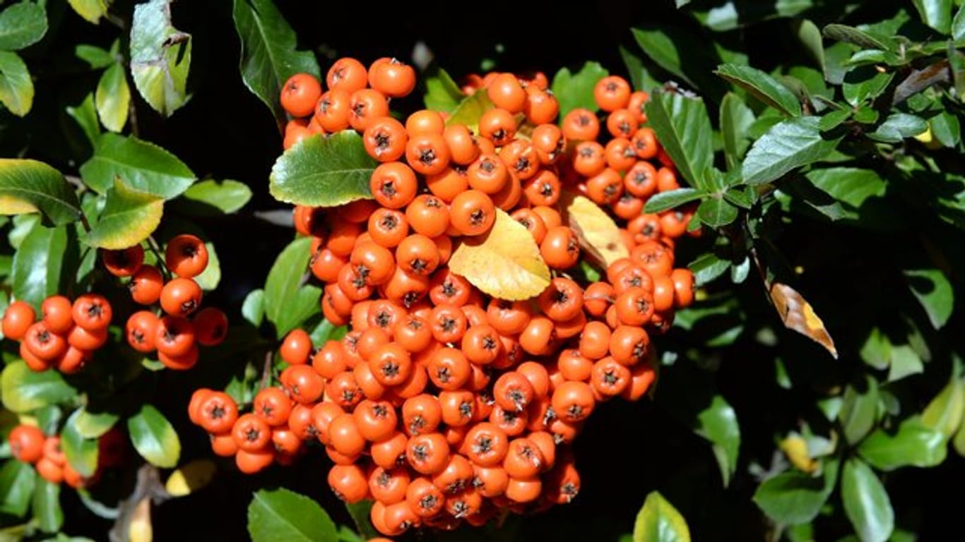 Der Feuerdorn (Pyracantha) trägt auffällige Beerenfrüchte.