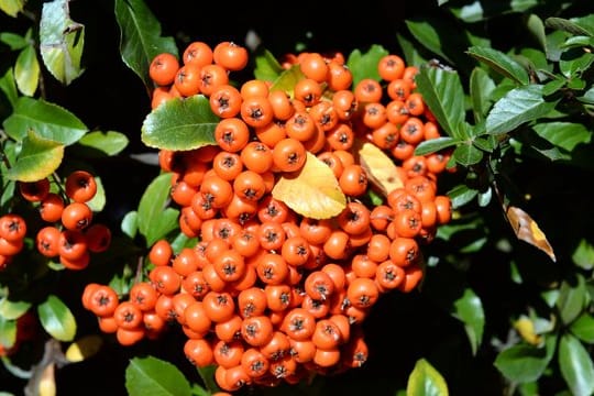 Der Feuerdorn (Pyracantha) trägt auffällige Beerenfrüchte.