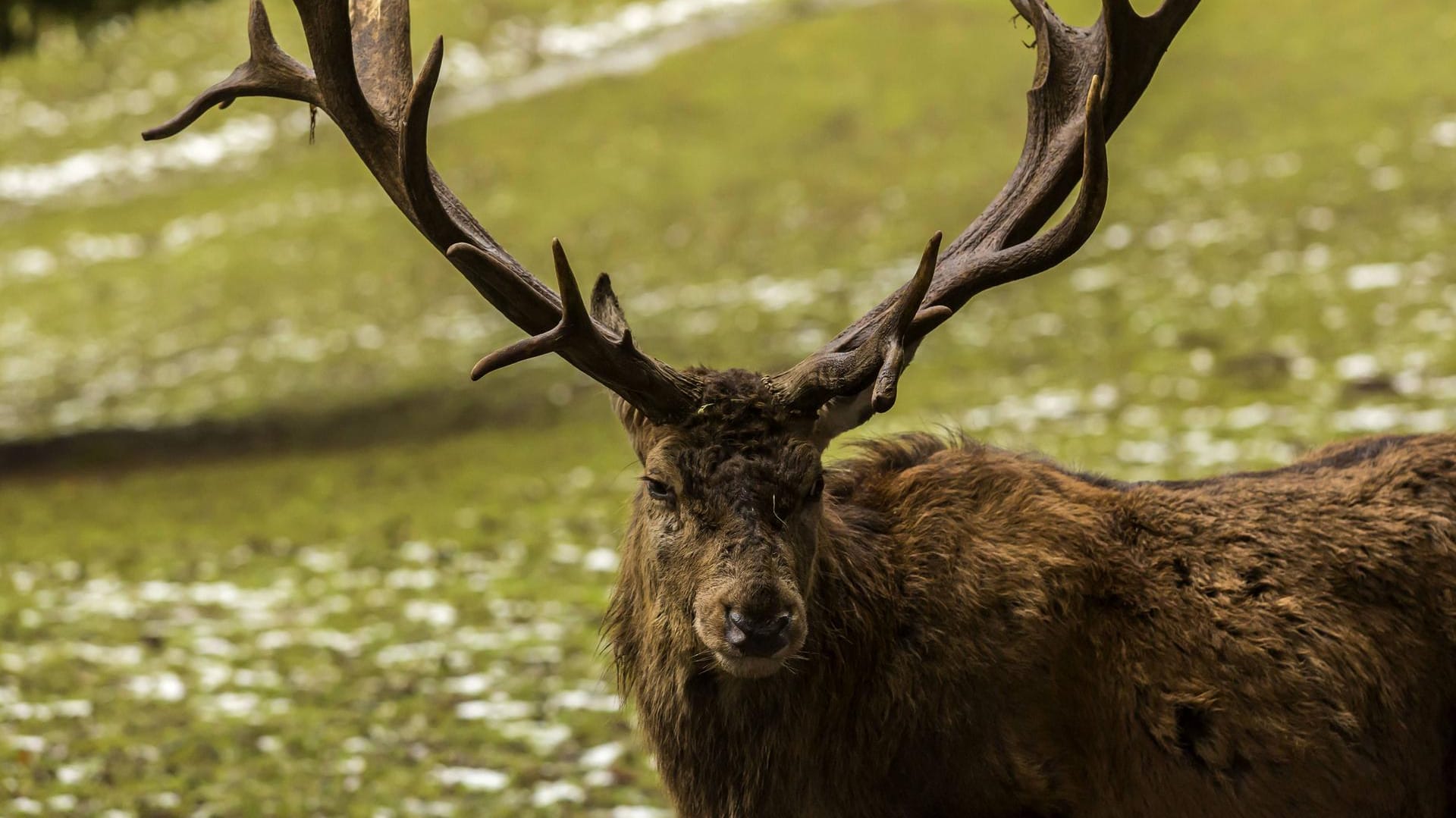 Hirsch in einem Wildgehege: Das sich in Nordamerika ausbreitende Hirnkrankheit namens CWD ähnelt der Rindererkarnkung BSE und der Schafkrankheit Scrapie.