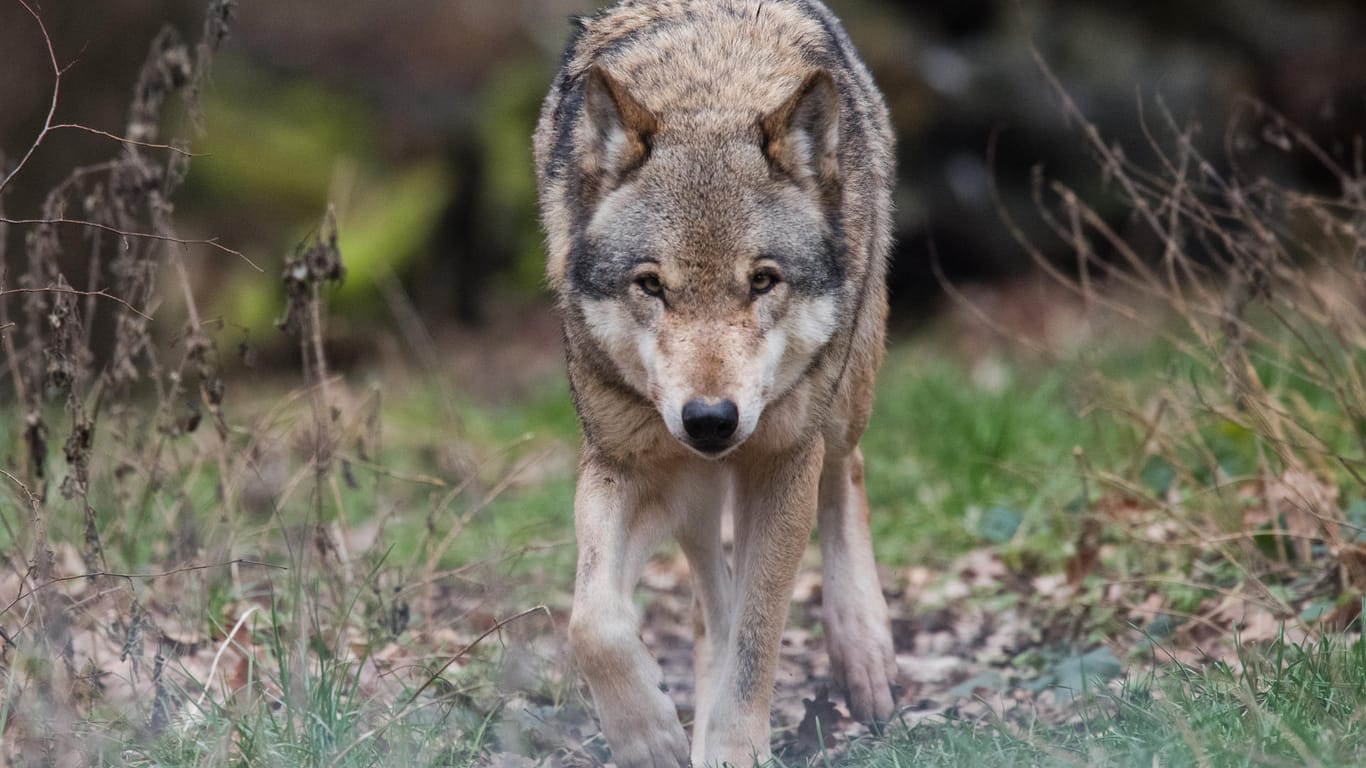 Ein Europäischer Wolf streift durch ein Gehege im Wisentgehege.